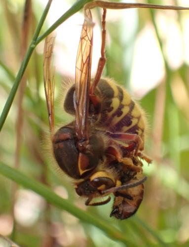 Dolichovespula media